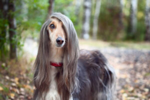 Afghan-Hound-most-expensive-dog-breeds