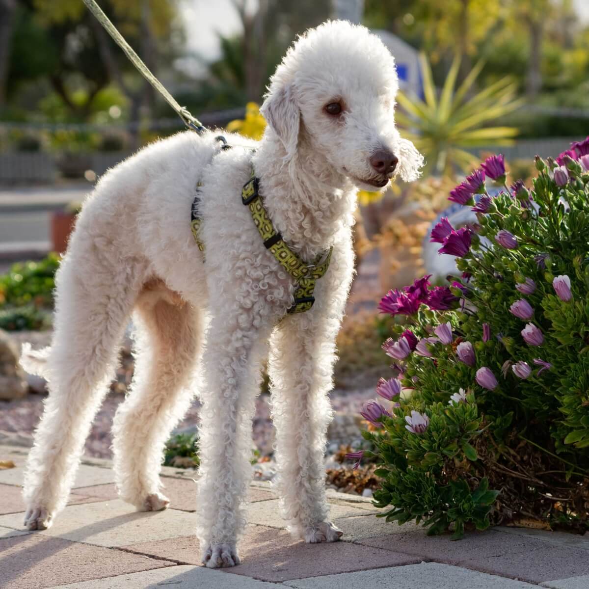 Bedlington-Terrier-most-expensive-dog-breeds