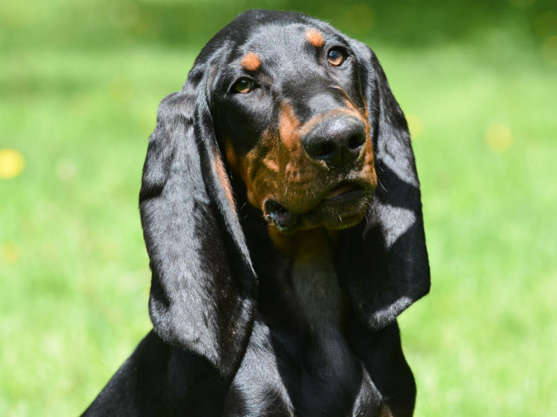 Black and Tan Coonhound