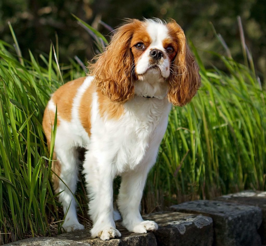 Cavalier King Charles Spaniel