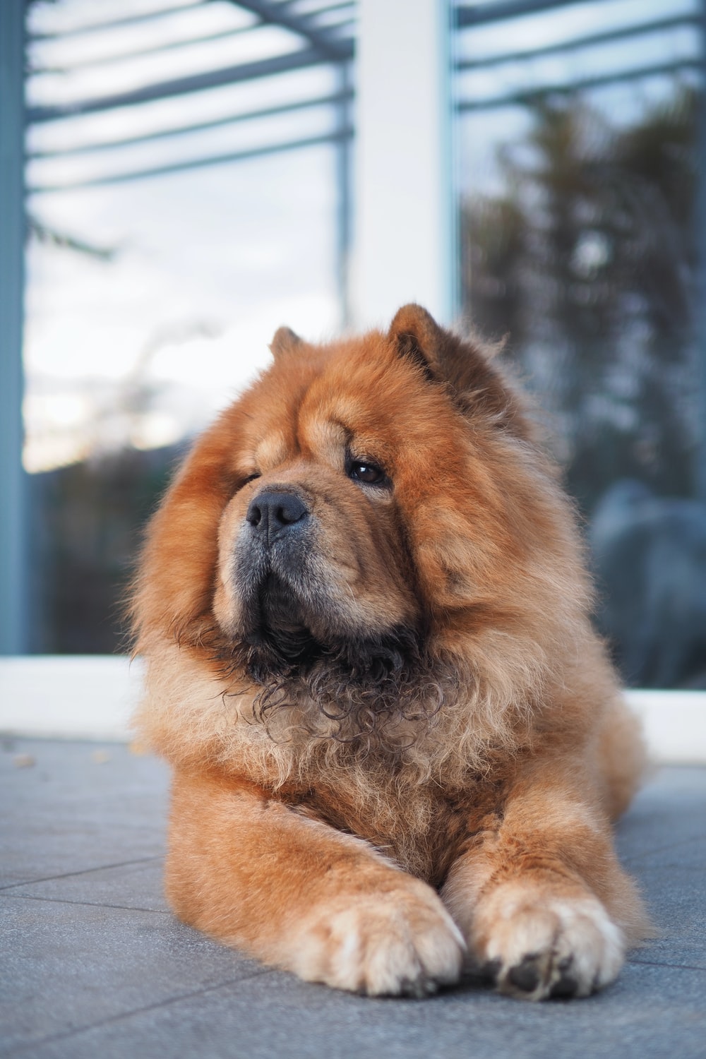 Chow-Chow-most-expensive-dog-breeds