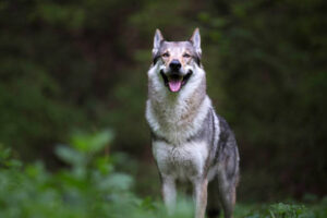 Purebred Wolfdog