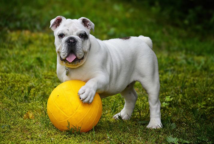 English-Bulldog-most-expensive-dog-breeds