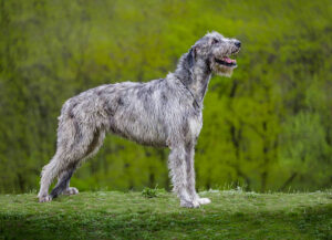 Gray huge Irish Wolfhound 