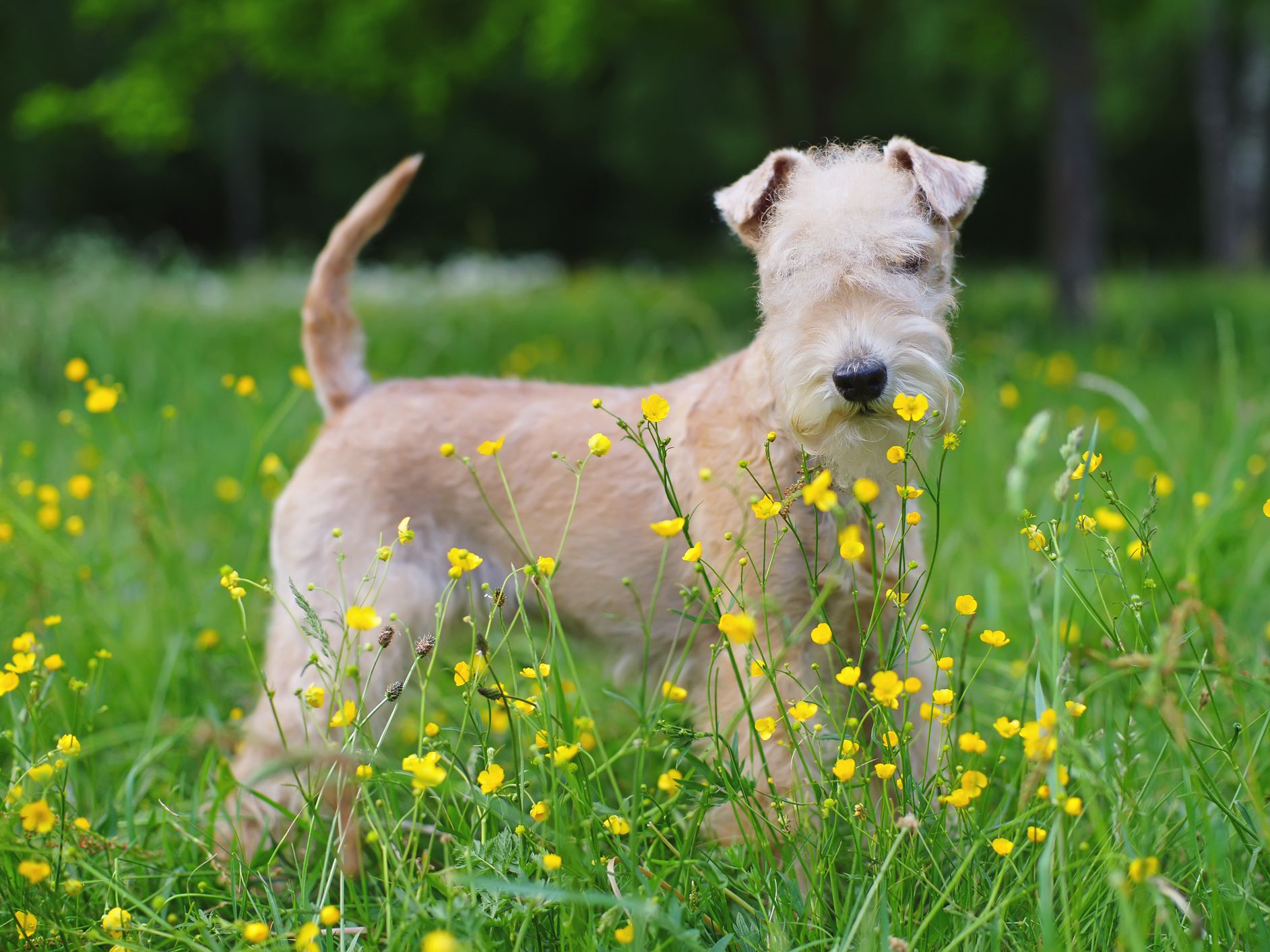 Lakeland-Terrier-most-expensive-dog-breeds