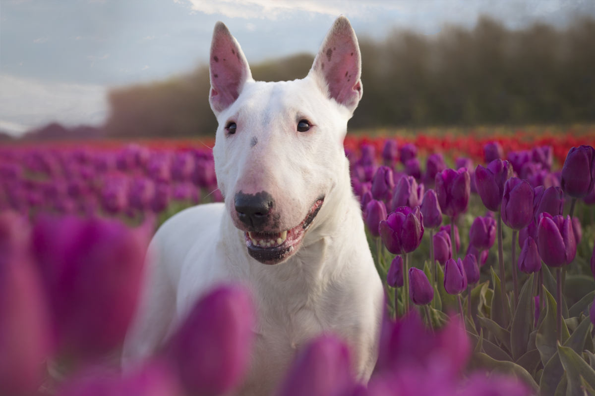 Miniature Bull Terrier