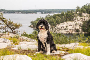 Portuguese Water Dog