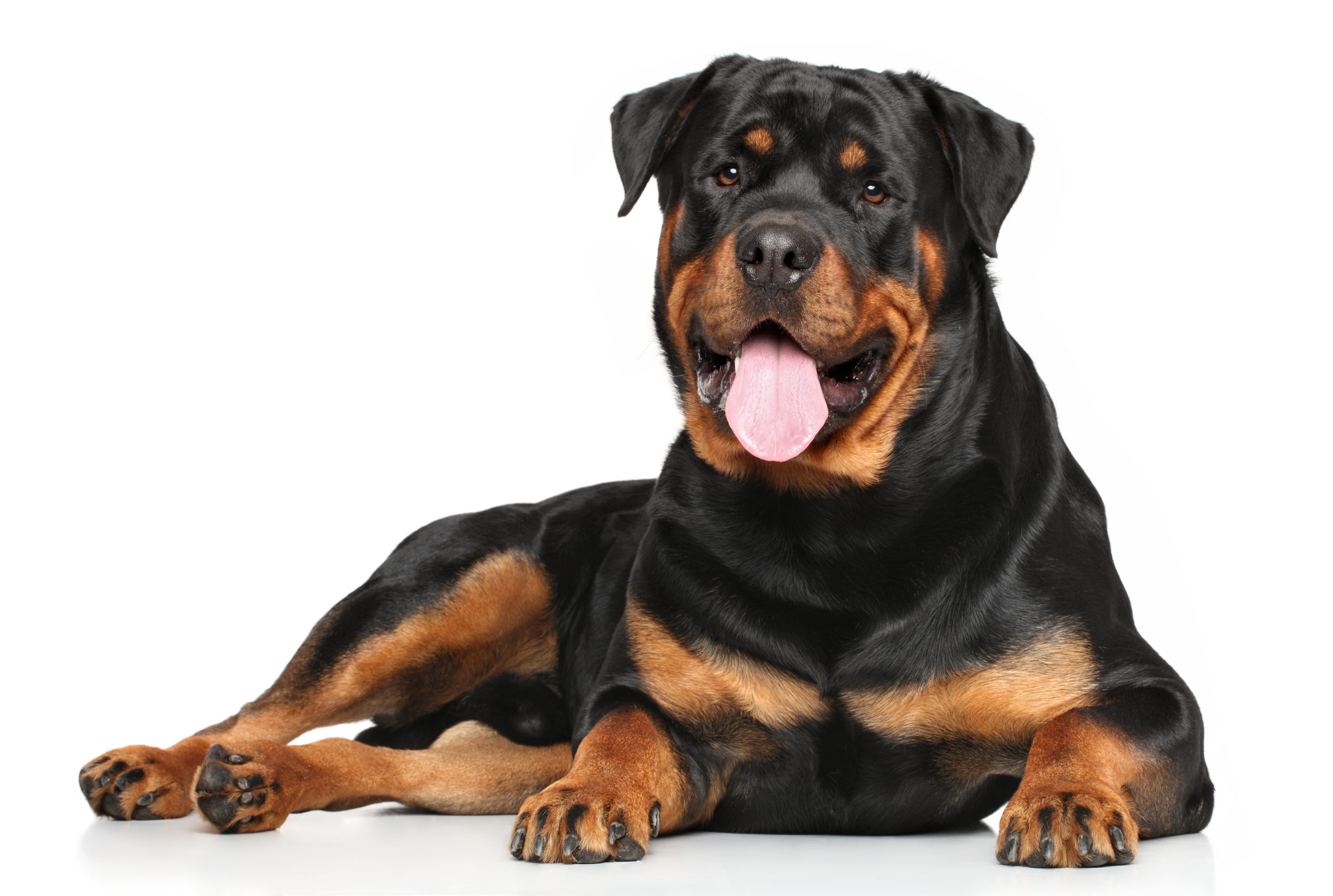 Rottweiler-most-expensive-dog-breeds