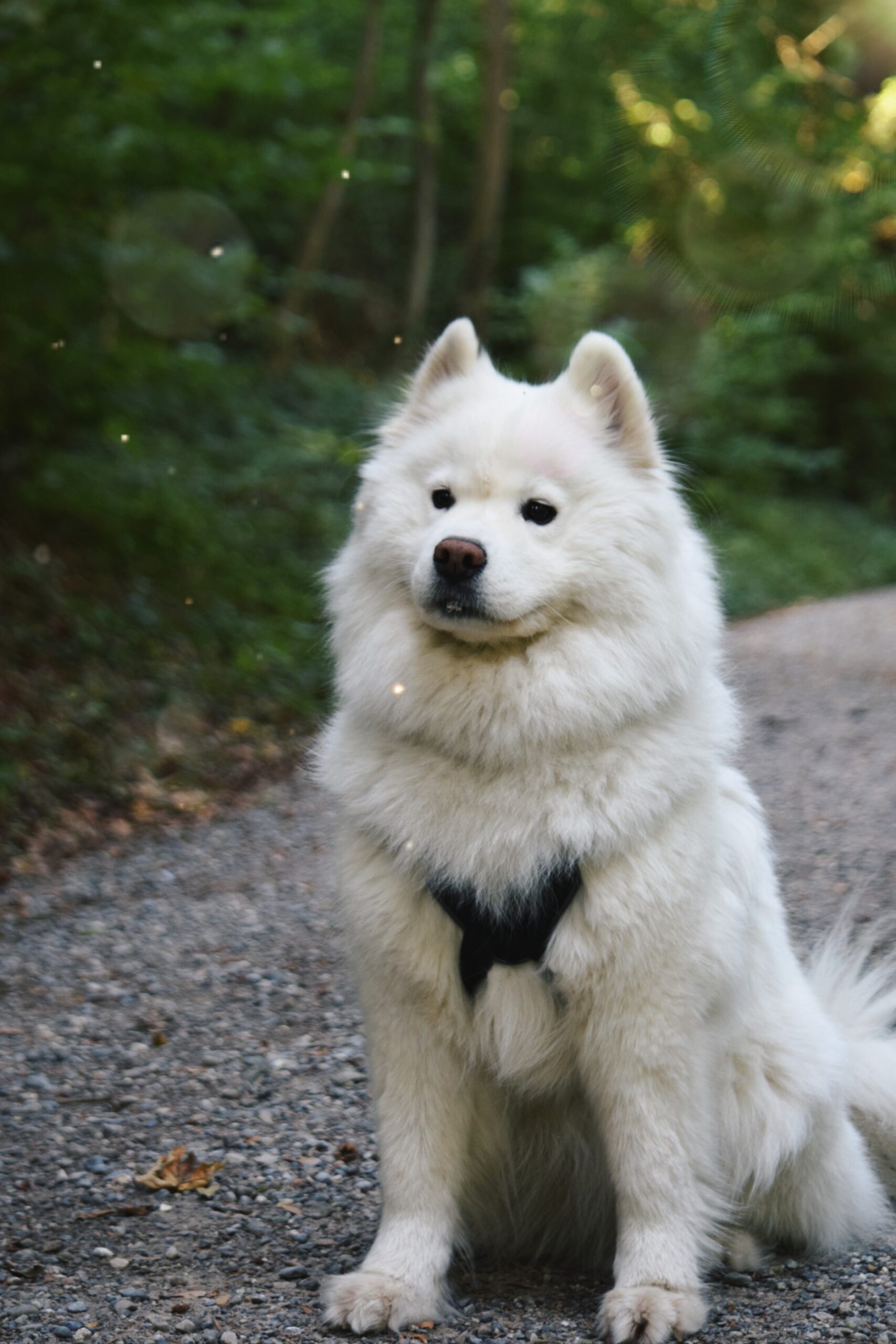 Samoyed-most-expensive-dog-breeds