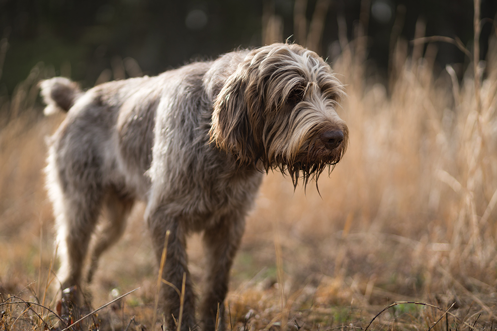 Spinone Italiano