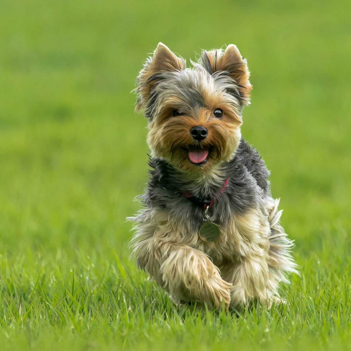 Yorkshire-Terriers-most-expensive-dog-breeds