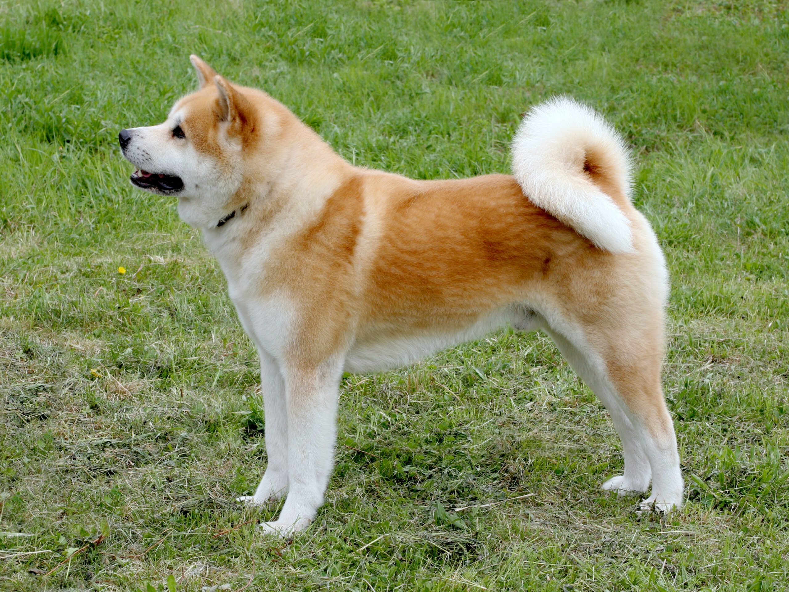 akita-most-expensive-dog-breeds