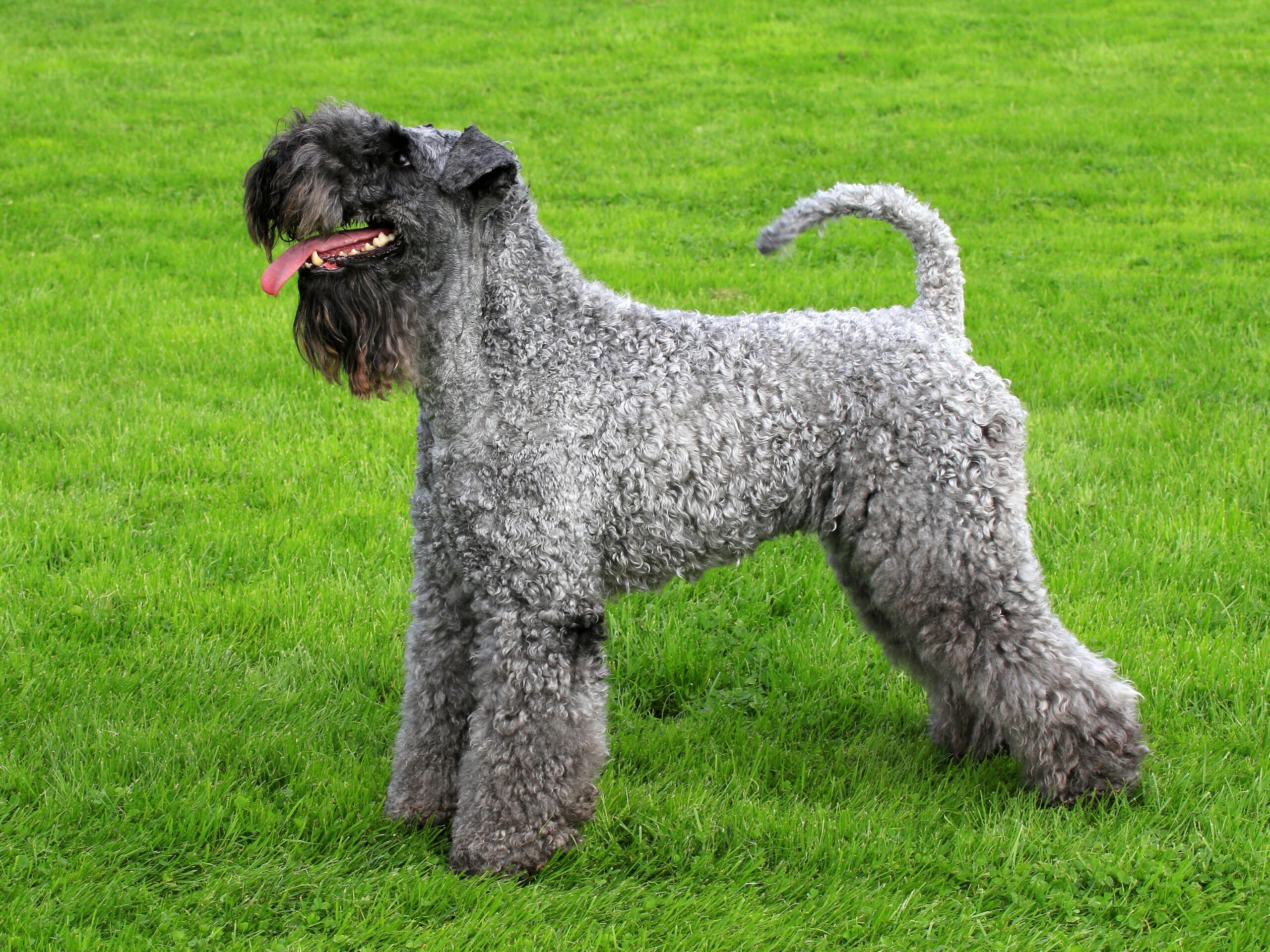 kerryblueterrier