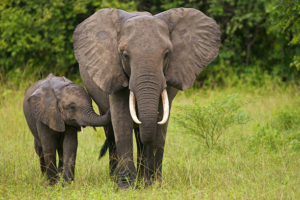 African-Elephant-and-Calf