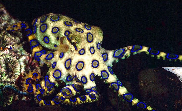 Blue-Ringed-Octopus