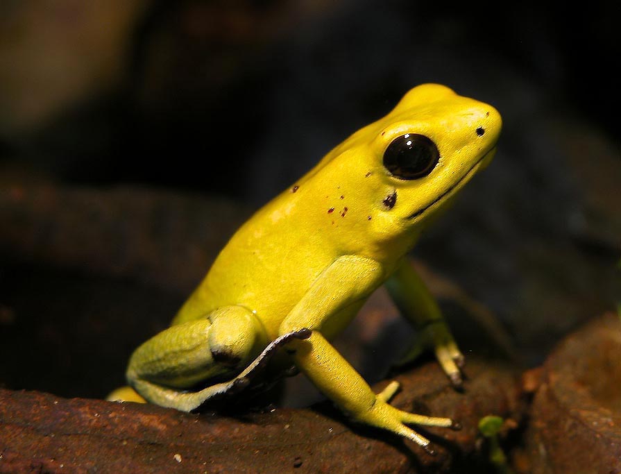 Golden-Poison-Frog