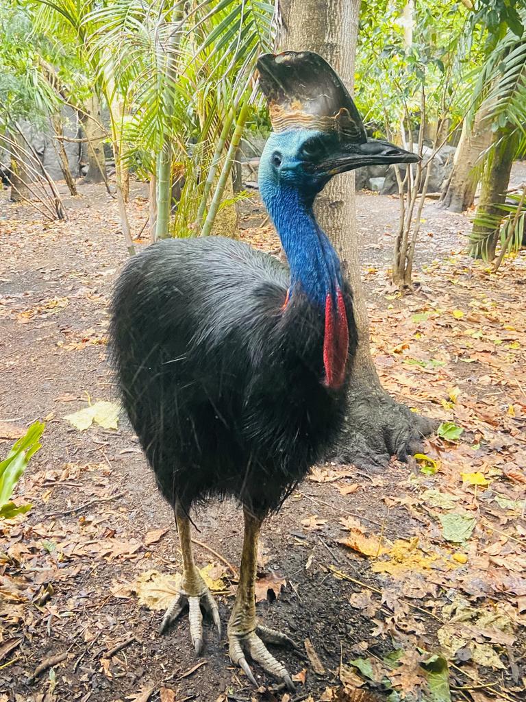 Southern-Cassowary