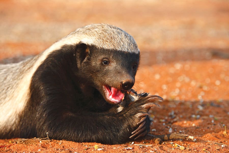 Honey Badger