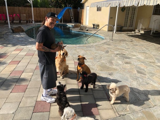 Pet Lover Danny With His Doggies.