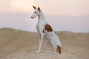 Ibizan-Hound-most-expensive-dog-breeds