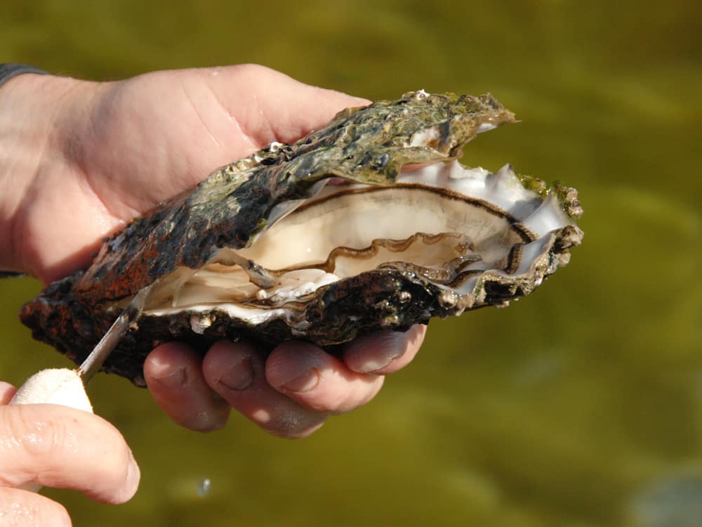 Coffin-Bay-King-Oysters