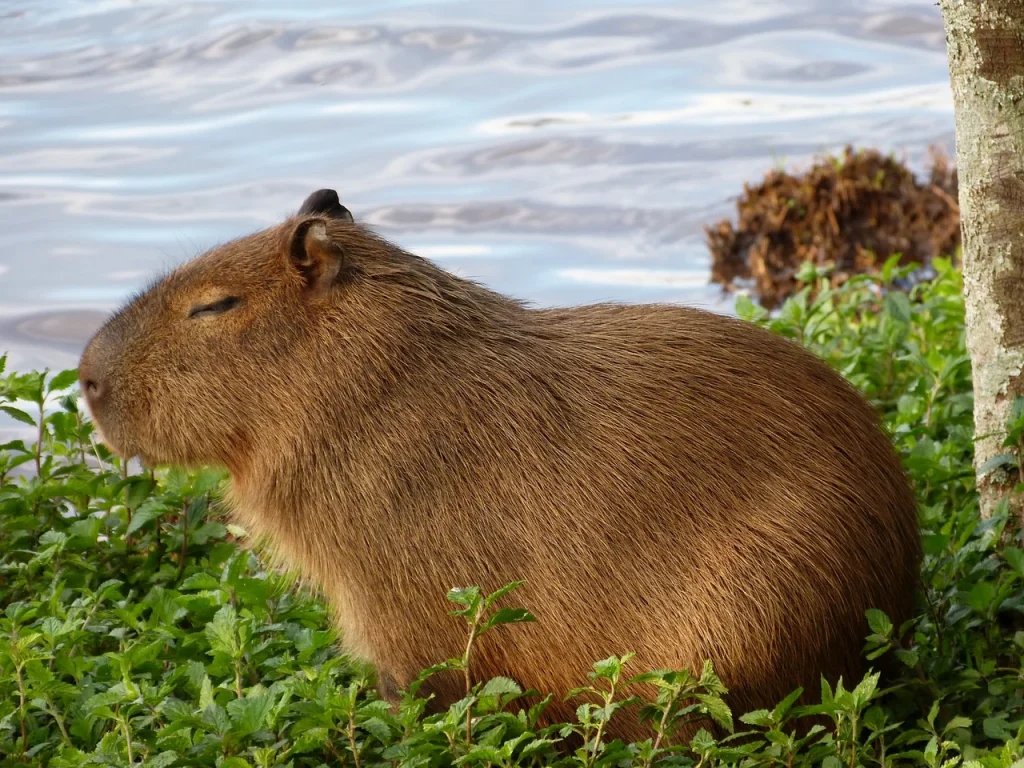 capybara-most-expensive-pets