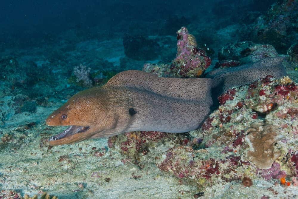 Most Dangerous Fish- Moray eel