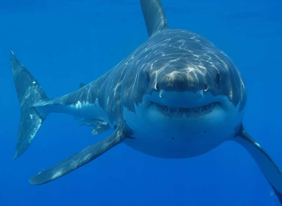 Great-White-Shark-most-dangerous-fish