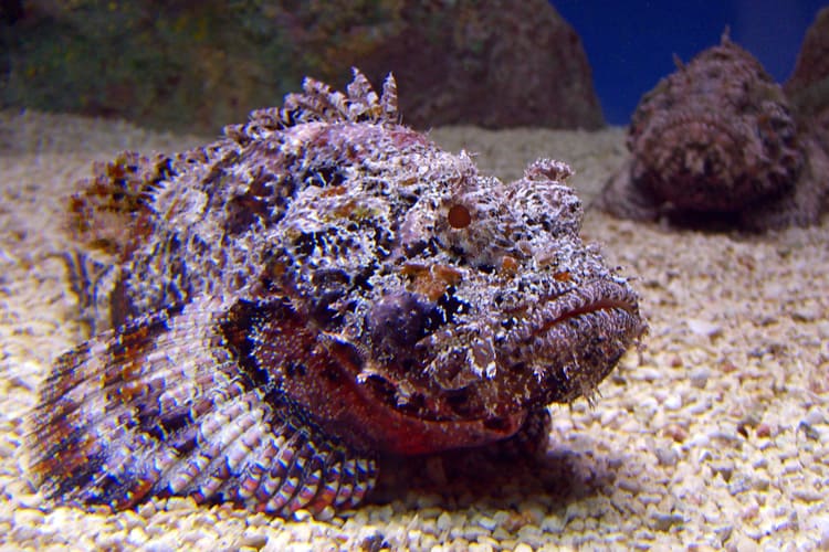 Most Dangerous Fish- Stonefish