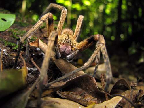 Brazilian-Wandering-Spider
