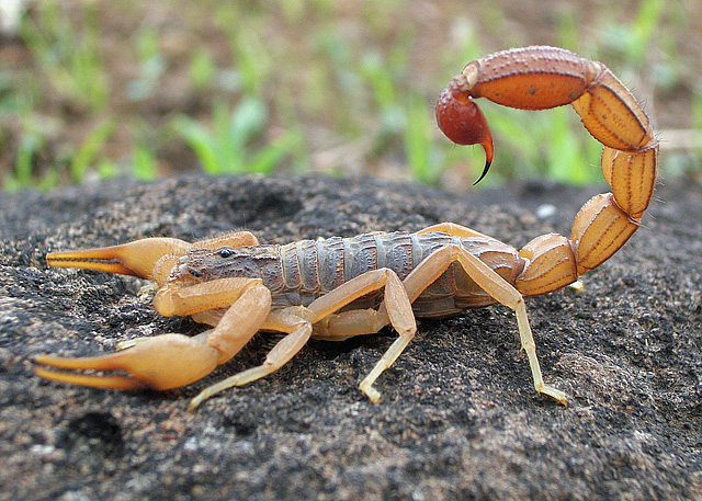 Indian-Red-Scorpion