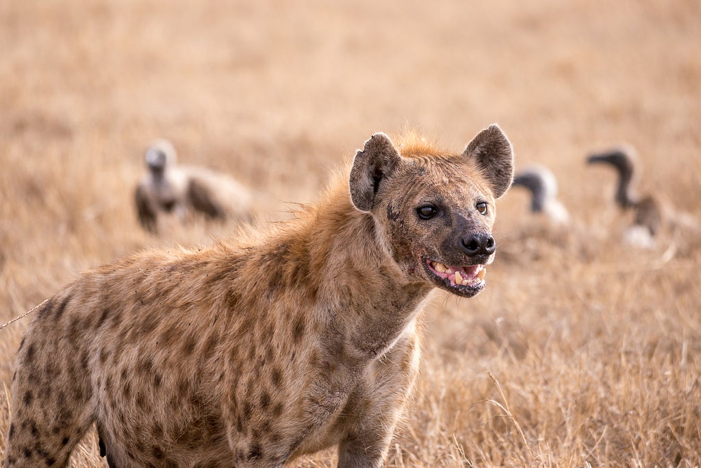 Spotted-Hyena